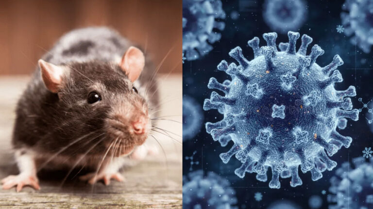 Hanta virus symptoms: వణికిస్తున్న ‘హంటా’..లక్షణాల ఇవే.. WHO హెచ్చరిక