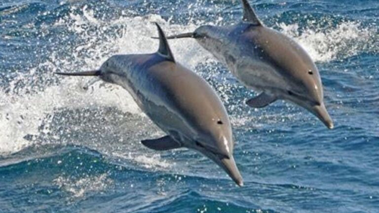 Iran War Dolphins: యుద్ధ రంగంలోకి డాల్ఫిన్లు.. ఇరాన్ పెద్ద ప్లానే చేసిందిగా..