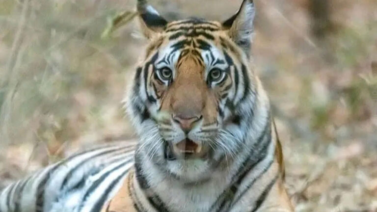 Missing Tiger Mystery: గంభీరమైన పులి.. కంటికి కనిపించడం లేదు.. ఏం జరిగి ఉంటుంది