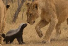 Most Fearless Animal: సింహాలకు కూడా సుస్సు పోయిస్తుంది.. గిన్నీస్ బుక్ లో చోటు.. ఈ భీకర జంతువు ఏంటో తెలుసా.. Most Fearless Animal