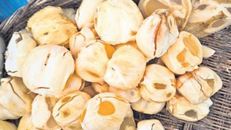 Tati Munjalu Summer Benefits: వేసవిలో తాటి ముంజలు ఇచ్చే 5 బెనిఫిట్స్ ఇవే.. వెంటనే తెలుసుకోండి..