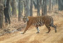 Amrabad Tiger Reserve: 42 పెద్ద పులులు.. ఇది మన తెలంగాణలోనే.. ఎక్కడంటే.. Amrabad Tiger Reserve