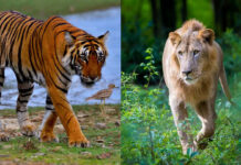 Only Country With Lions And Tigers: సింహాలు, పులులు ఉన్న ఏకైక దేశం ఏదో తెలుసా.. Only Country With Lions And Tigers