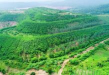 Singareni: తవ్వుకోవడమే కాదు.. పుడమికి పచ్చల హారం తొడిగింది సింగరేణి.. ఎన్ని కోట్లు వచ్చాయో తెలుసా Singareni