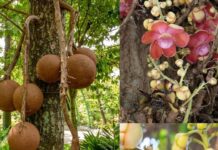 Telangana Plantation Program: రేవంత్ కూడా కెసిఆర్ మాదిరిగానే.. ఎందుకో తెలుసా.. Telangana Plantation Program