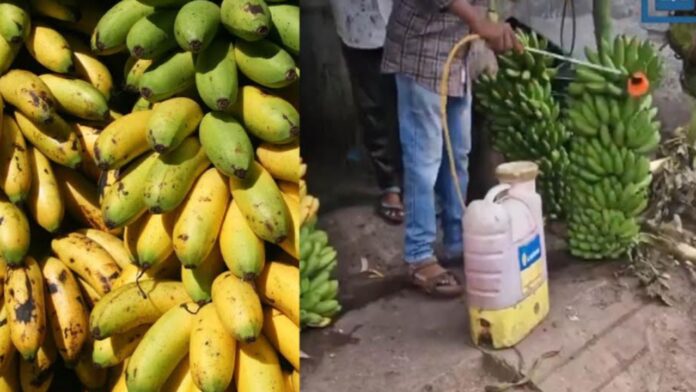 Banana Ripening