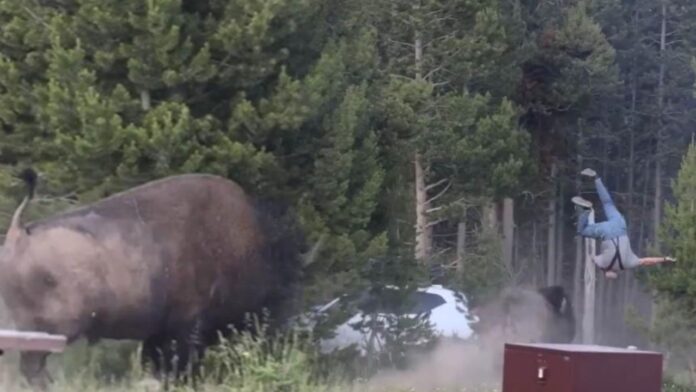 Bison Attack