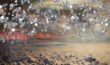 Diamond Rain: వజ్రాల వాన కురుస్తోంది.. ఏరుకోవడానికి మీరు సిద్ధమా Diamond Rain