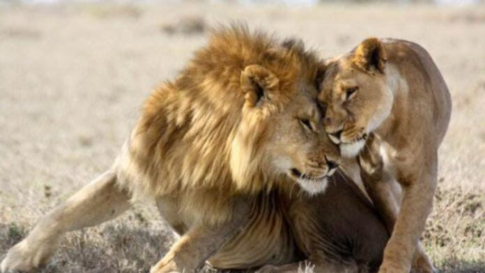 Gujarat Lion Attack