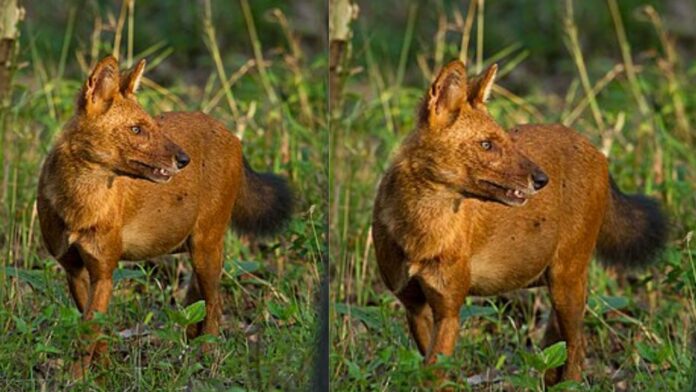 Indian Wild Dog