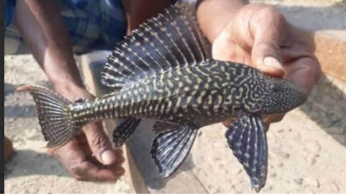 Suckermouth Catfish