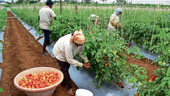 Tomato Farm Jobs